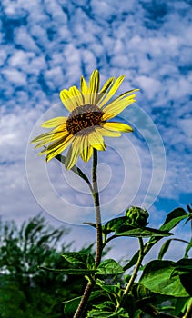Garden Sunflower against a summer\'s wispy, cloudy sky