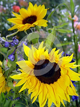 Garden with sunflowers photo