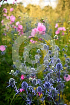Garden: sunlit blue sea holly and pink hollyhock flowers