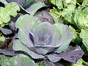 Vegetable garden: sunlit red cabbage photo