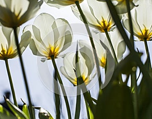 In the garden on a sunny day - white tulips against a blue sky.