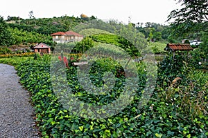 Garden at Sunset in Bento Goncalves