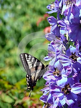 Garden Swallowtail Butterfly