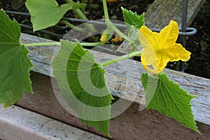 Garden Sweet Cucumber Flower