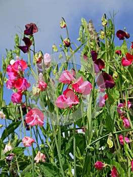 Garden: sweet pea flowers - v