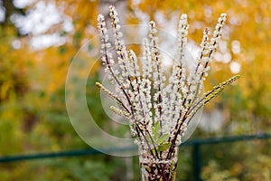 Garden tall beautiful plant with white fluffy inflorescences black cohosh or cimicifuga in the garden.