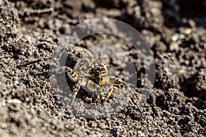 Garden tarantula on a ground