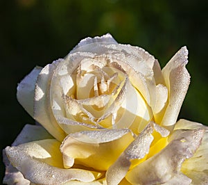 Garden tea-hybrid rose varieties Med Meilland, or Peace, or Gioia with raindrops on a dark background