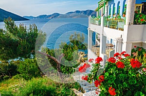 Garden and terrace of Greek house with red flowers