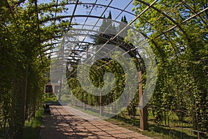 Garden terrace with ivy