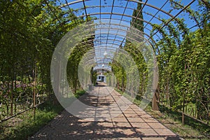 Garden terrace with ivy