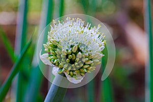 In the garden there is a blooming spring flowering of onions flower heads in the early spring season.