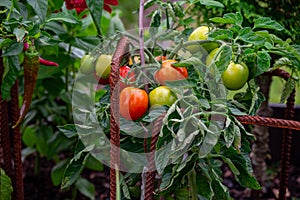 In the garden, there is a tomato bush with a mix of both the first ripe red tomatoes and still-green, unripe ones.