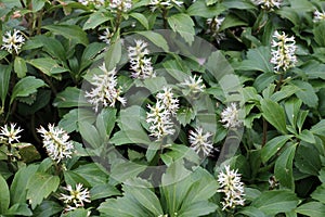 In the garden there is a valuable groundcover dwarf semi-shrub Pachysandra terminalis