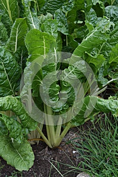 Garden with a thick leafy rhubarb plant growing