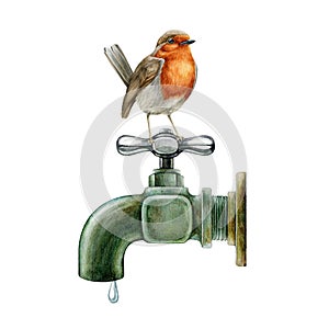 Garden thirsty bird perched on a vintage style metal water tap. Watercolor illustration. Hand painted garden robin on a