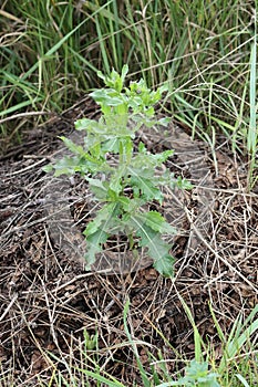 Garden thistle wheed on stack of grass