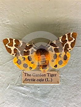 The Garden Tiger Moth