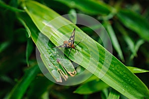 Garden Tiger Moth Amata huebneri on grass