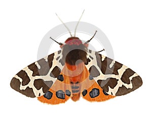 Garden tiger moth, Arcrtia caja isolated on white background