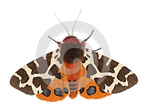 Garden tiger moth, Arcrtia caja isolated on white background photo