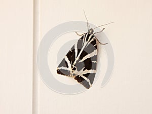 Garden Tiger moth (Arctia caja)