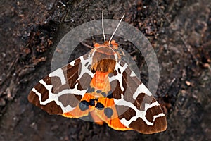 Garden Tiger moth - Arctia caja photo