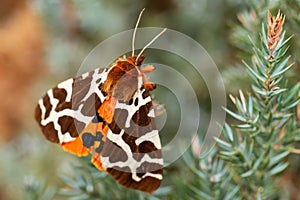 Garden Tiger moth - Arctia caja photo