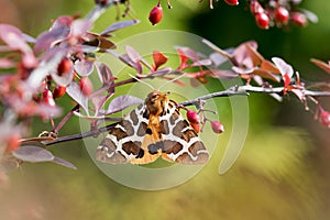 Garden tiger moth Arctia caja on the bush photo