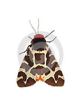 Garden tiger moth (Arctia caja) photo