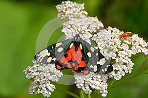 Garden tiger moth feeding on Achillea millefolium flowers