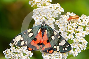 Garden tiger moth feeding on Achillea millefolium flowers