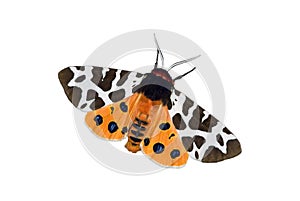 Garden tiger moth over white