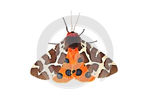 Garden tiger moth (Arctia caja) photo