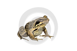 Garden Toad