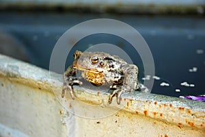 Garden toad on edge of water tank in garden