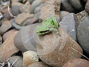 Garden toad on rocks in a vegetable garden