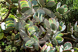 Garden of Tomas Morales House-Museum at the small village Moya on Gran Canaria, Canary Islands in Spain photo