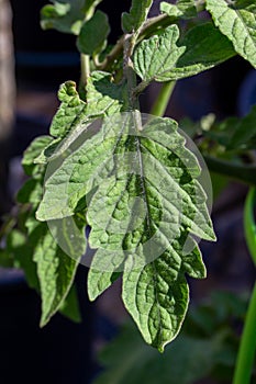Garden tomato plant leaf