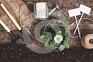 Garden tool, shovel, rake, watering can, bucket, tablets for plants, flower daisy in a flowerpot on a wooden old brown table with