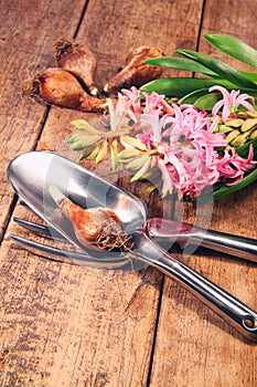 Garden tools and bulbs on wood table