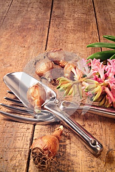 Garden tools and bulbs on wood table