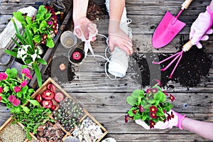 Garden tools, flowers, fertilizers, seeds, garden tools on a wooden background. Spring garden working concept. Copy space. Top vie