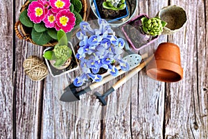 Garden tools, flowers and plants on a rustic wooden background. Gardening concept. Top view