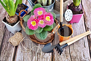 Garden tools, flowers and plants on a rustic wooden background. Gardening concept. Top view