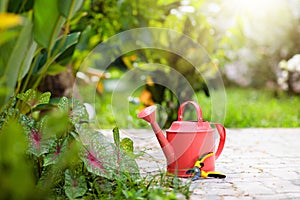 Garden tools. Gardening in summer. Watering can