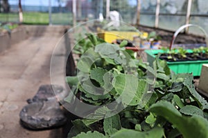 garden tools in a greenhouse