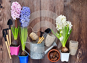 Garden tools, hyacinth flowers and plants on a rustic wooden background, frame. Gardening concept. Top view