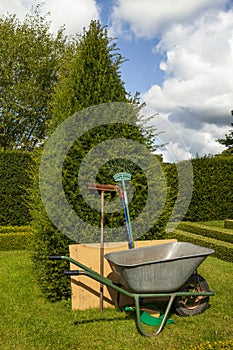 Garden tools leaning upright against a yew tree