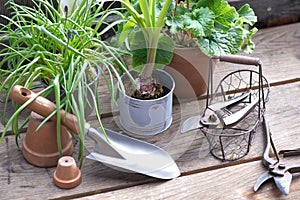 garden tools with a little shovel on a wooden table among flowerpot and plan